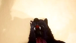 Pov two blithe wolves shacking up - wildlife